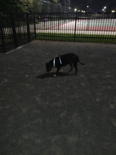 Berry Lane Park Dog Run - Jersey City, NJ