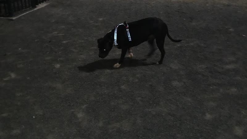 Berry Lane Park Dog Run - Jersey City, NJ