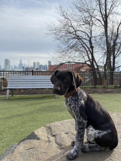 Dog park - Jersey City, NJ