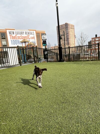 Dog park - Jersey City, NJ