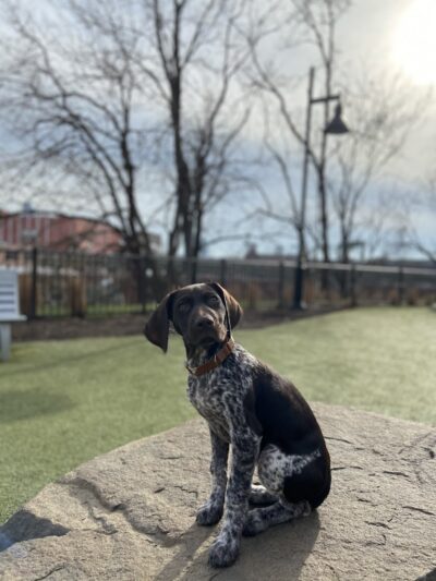 Dog park - Jersey City, NJ