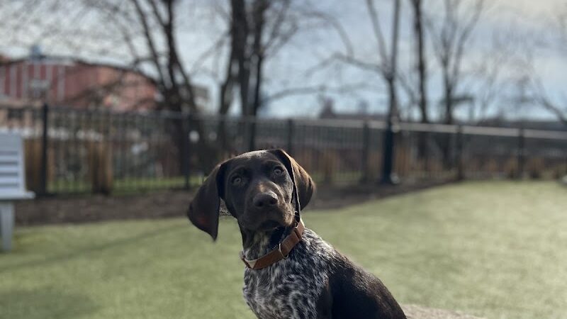 Dog park - Jersey City, NJ