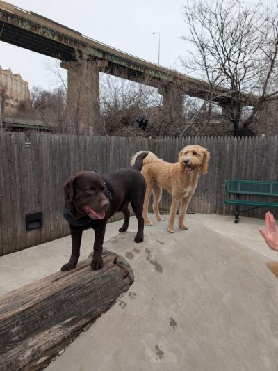 Dog Park - Jersey City, NJ
