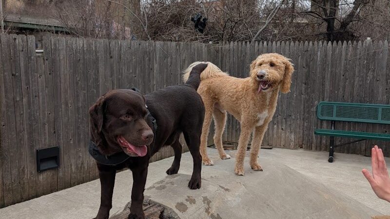 Dog Park - Jersey City, NJ