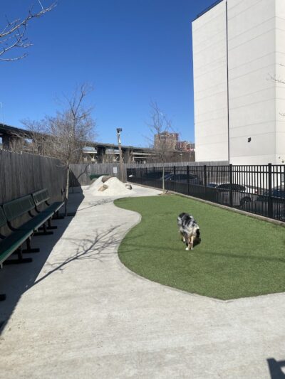 Dog Park - Jersey City, NJ