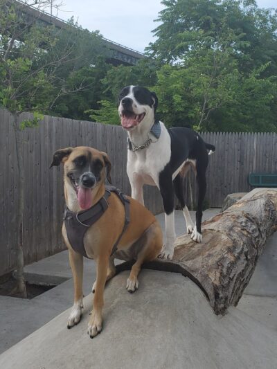 Dog Park - Jersey City, NJ