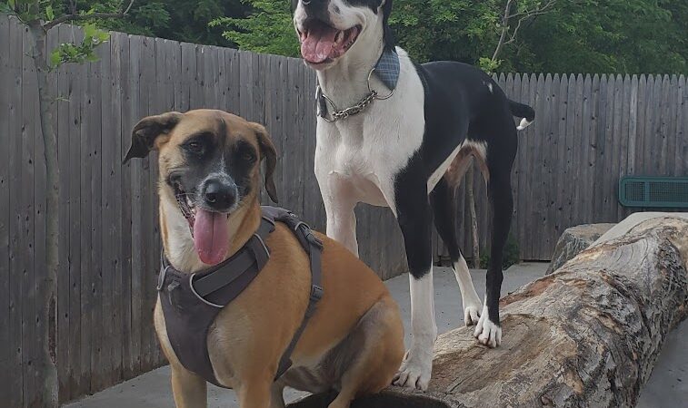 Dog Park - Jersey City, NJ