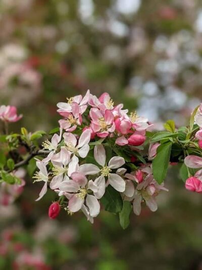 Dog Park - Jersey City, NJ