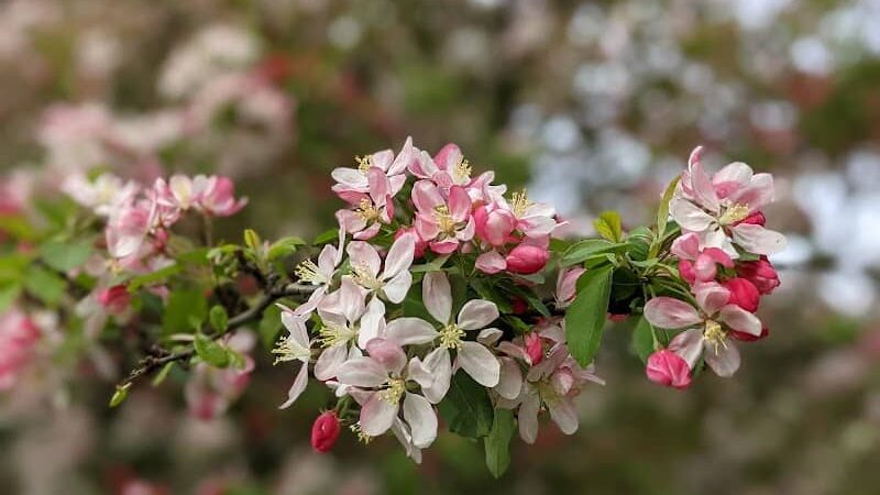 Dog Park - Jersey City, NJ