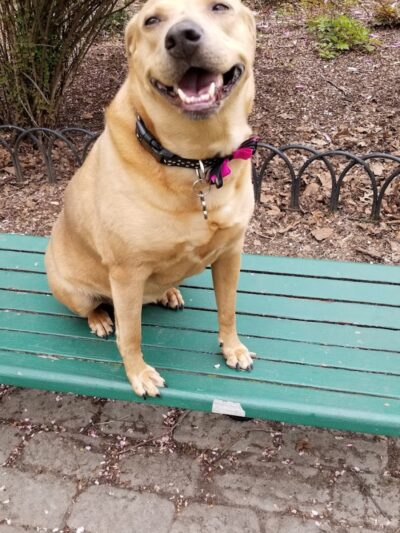 Dog Park - Jersey City, NJ