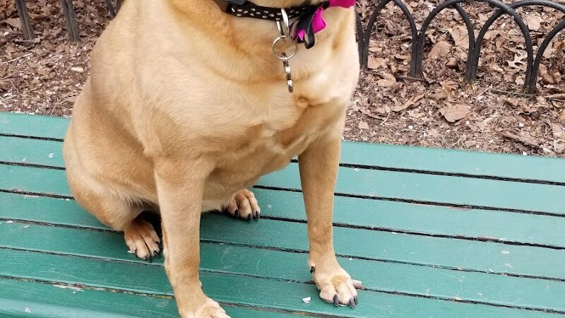 Dog Park - Jersey City, NJ