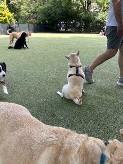 Dog Park - Jersey City, NJ