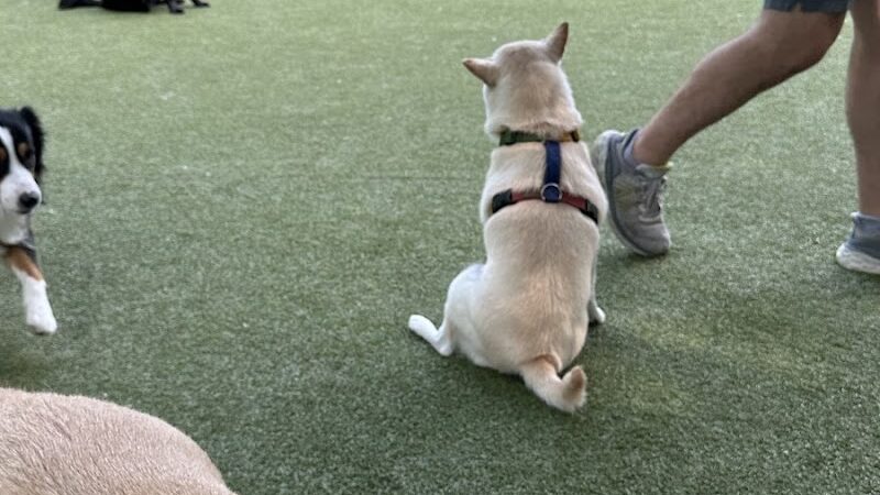 Dog Park - Jersey City, NJ