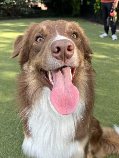 Dog Park - Jersey City, NJ