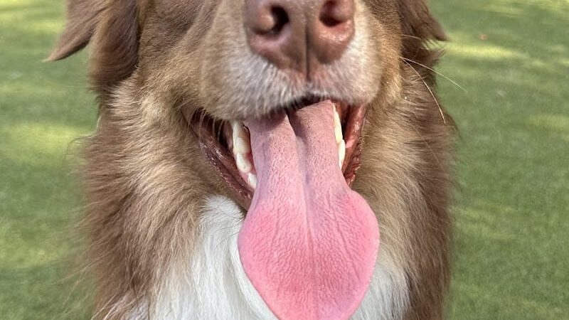 Dog Park - Jersey City, NJ