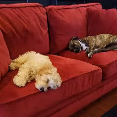 Executive Dog Lounge - Jersey City, NJ