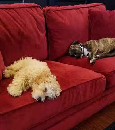 Executive Dog Lounge - Jersey City, NJ