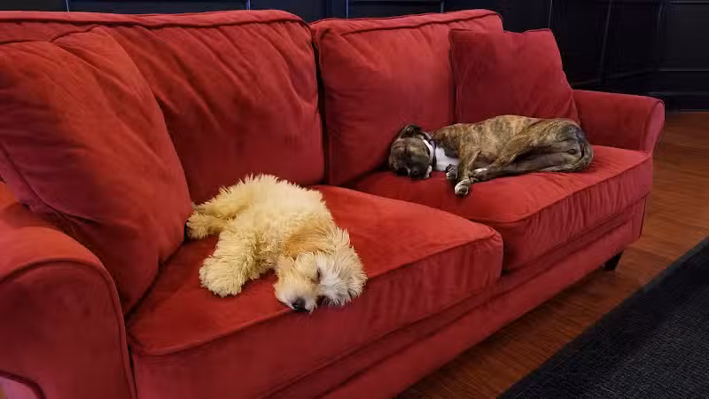 Executive Dog Lounge - Jersey City, NJ