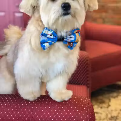 Executive Dog Lounge - Jersey City, NJ