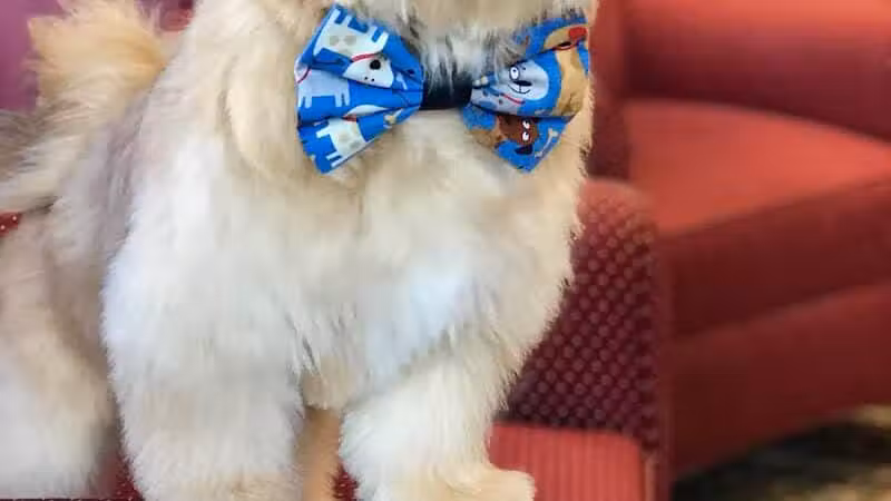 Executive Dog Lounge - Jersey City, NJ