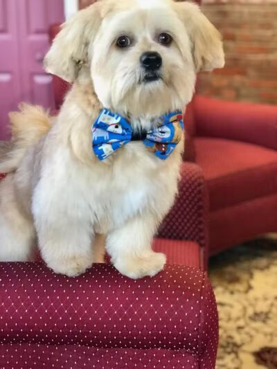 Executive Dog Lounge - Jersey City, NJ