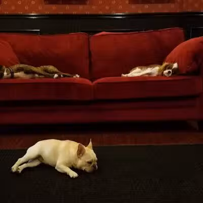 Executive Dog Lounge - Jersey City, NJ