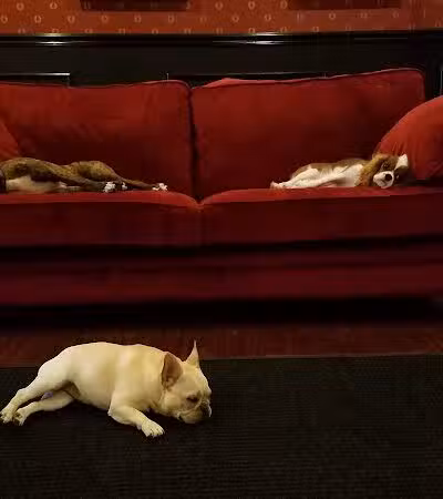 Executive Dog Lounge - Jersey City, NJ