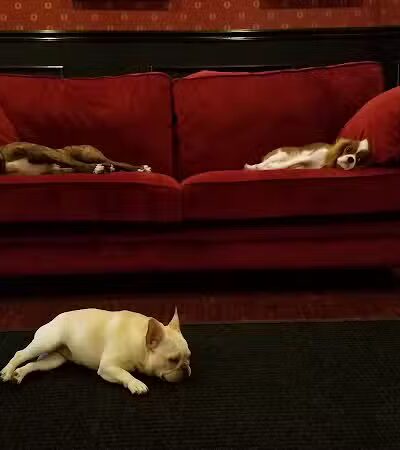 Executive Dog Lounge - Jersey City, NJ