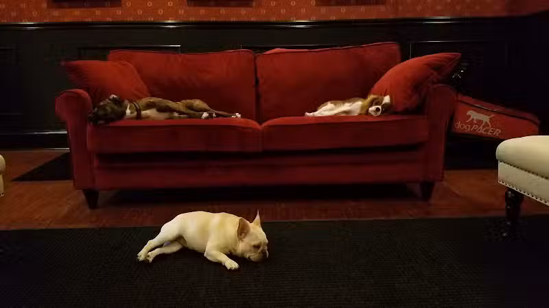 Executive Dog Lounge - Jersey City, NJ