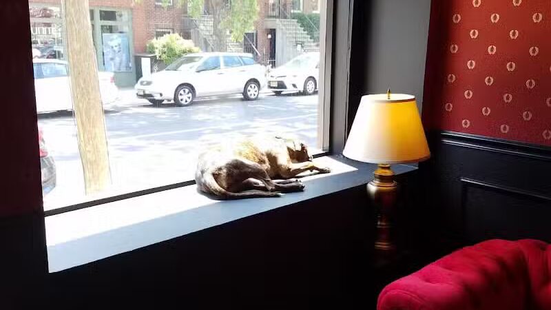 Executive Dog Lounge - Jersey City, NJ