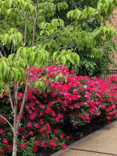 Janet Moore Park - Jersey City, NJ