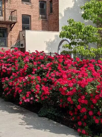 Janet Moore Park - Jersey City, NJ