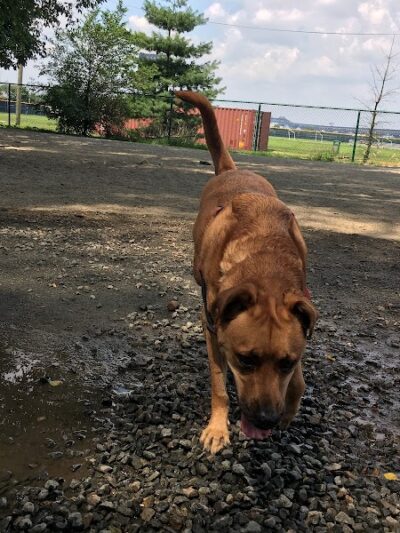Lincoln Park Dog Run - Jersey City, NJ