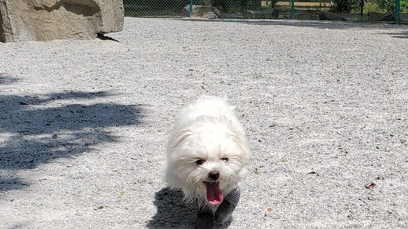 Lincoln Park Dog Run - Jersey City, NJ