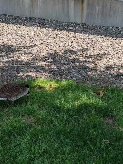 Marin Green - Jersey City, NJ