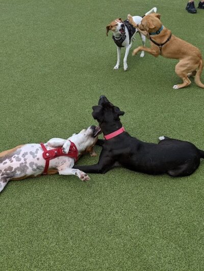 Marin Green Dog Park - Jersey City, NJ