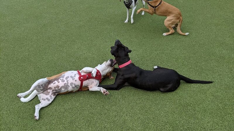 Marin Green Dog Park - Jersey City, NJ