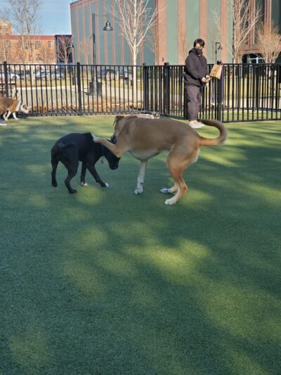 Marin Green Dog Park - Jersey City, NJ