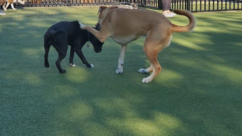 Marin Green Dog Park - Jersey City, NJ