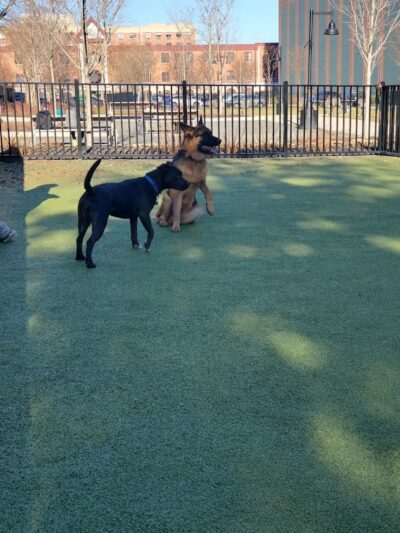 Marin Green Dog Park - Jersey City, NJ