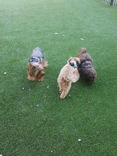 Newport Dog Park - Jersey City, NJ