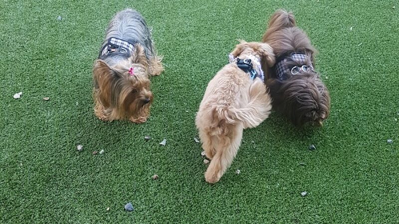 Newport Dog Park - Jersey City, NJ