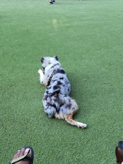 Newport Dog Park - Jersey City, NJ