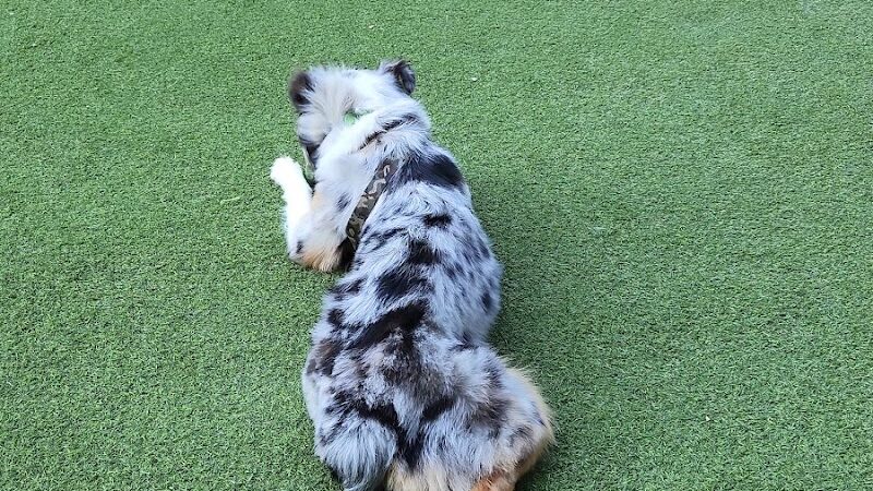 Newport Dog Park - Jersey City, NJ