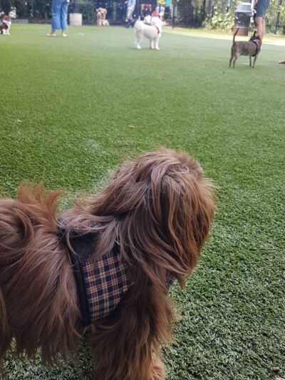 Newport Dog Park - Jersey City, NJ