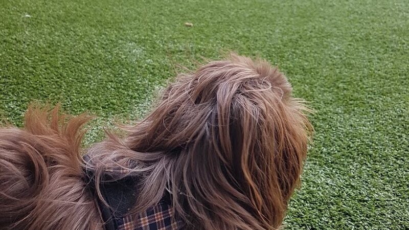 Newport Dog Park - Jersey City, NJ