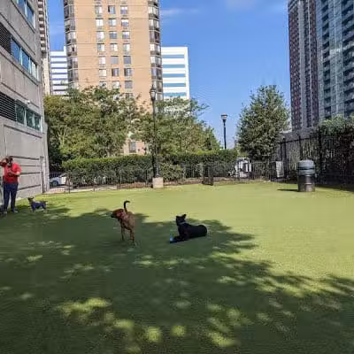 Newport Dog Park - Jersey City, NJ