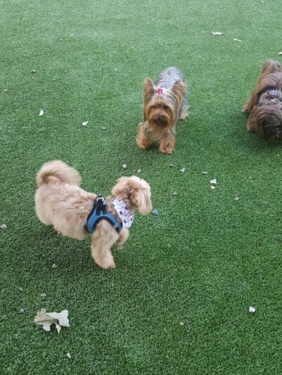 Newport Dog Park - Jersey City, NJ