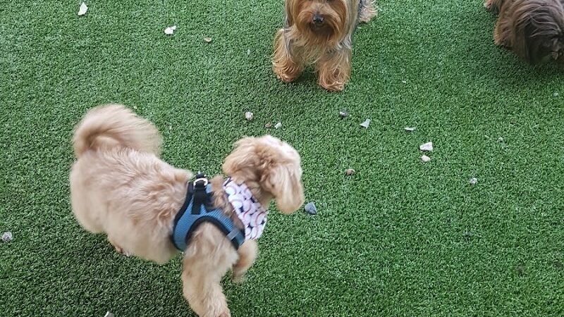 Newport Dog Park - Jersey City, NJ