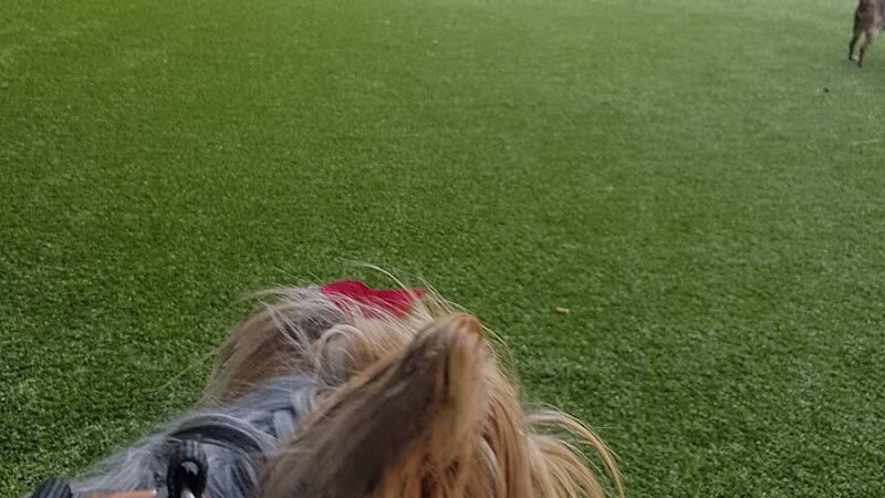 Newport Dog Park - Jersey City, NJ